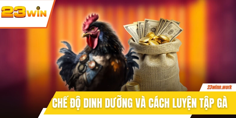 Chế độ dinh dưỡng và cách luyện tập gà đá hay