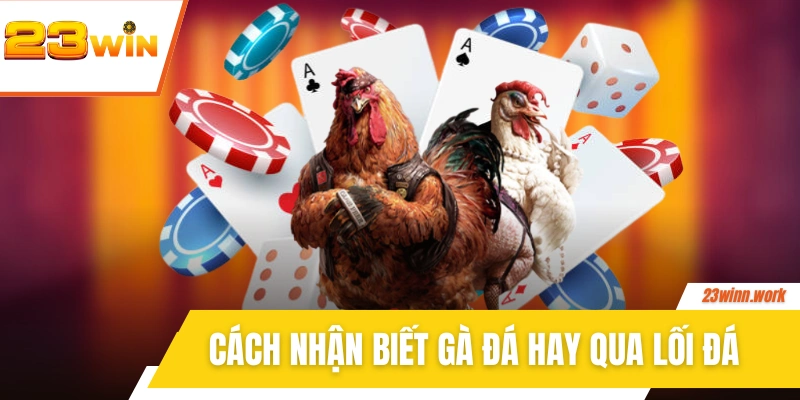 Cách nhận biết gà đá hay qua lối đá đặc thù