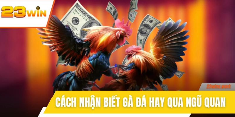 Cách nhận biết gà đá hay qua ngũ quan