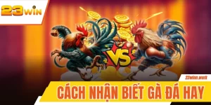 Cách Nhận Biết Gà Đá Hay